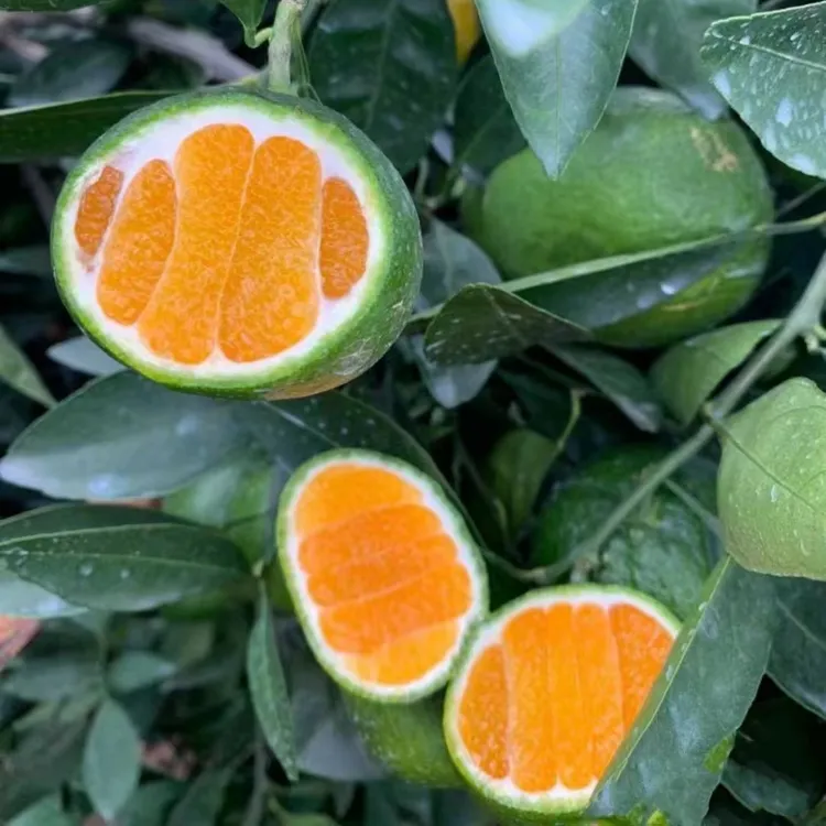青皮蜜橘果树苗无籽橘子树苗砂糖橘柑橘苗树南方北方种植盆栽地栽