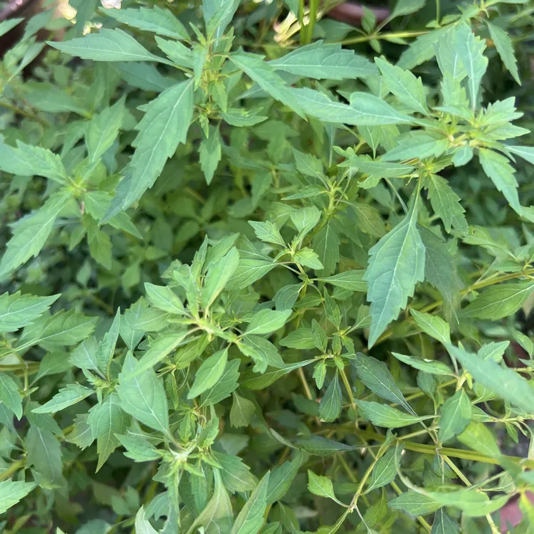 天然热痱草 小鱼仙草 痱子草 土荆芥 石荠宁草 阳台庭院盆栽绿植