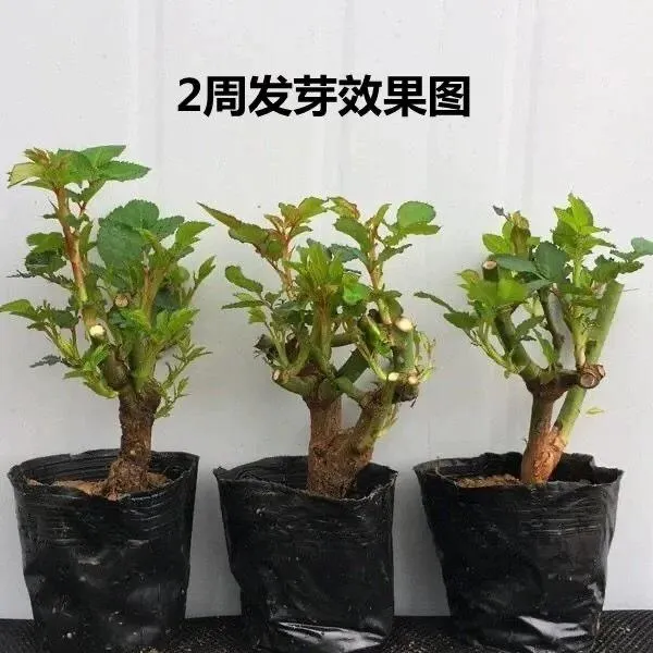 玫瑰花苗老桩特大花花卉绿植物盆栽月季蔷薇室内外阳台四季