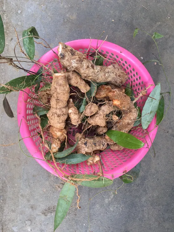 深山大自然土茯苓