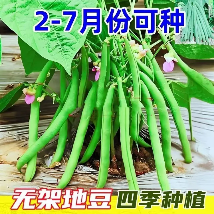 早熟四季豆种子无架地豆种子矮生不搭架爬藤四季豆可盆栽蔬菜种子