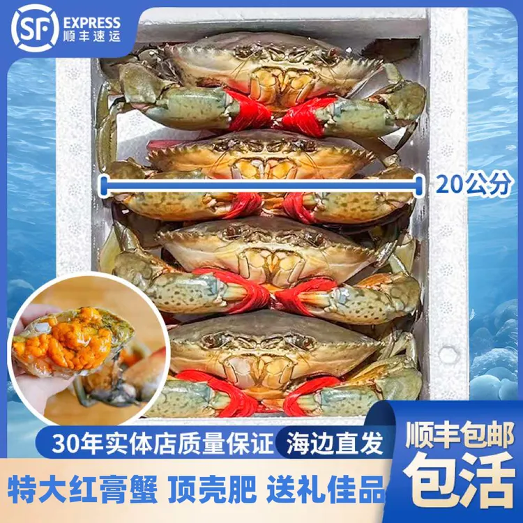 直播专属特大膏蟹 净重8-9两 福建红鲟母蟹 包肥包活包邮