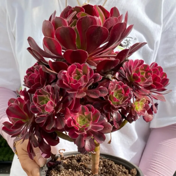 紫粉色多肉植物美杜莎多肉法师锦缀化彩色盆栽大颗整装13-15头