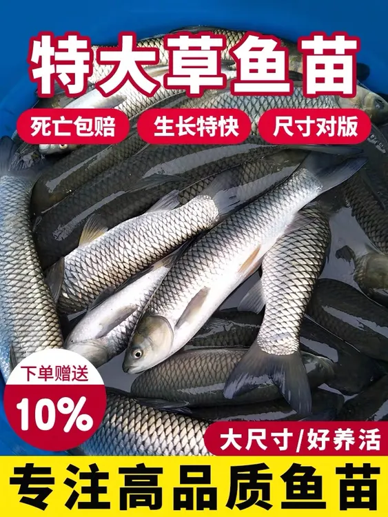 草鱼苗批发重庆本地白鲩皖鱼重庆本地淡水养殖小活鱼苗宠物观赏鱼