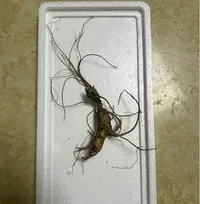 仿野生种植  瑕疵人参 炖鸡 煲汤 150g 顺丰包邮