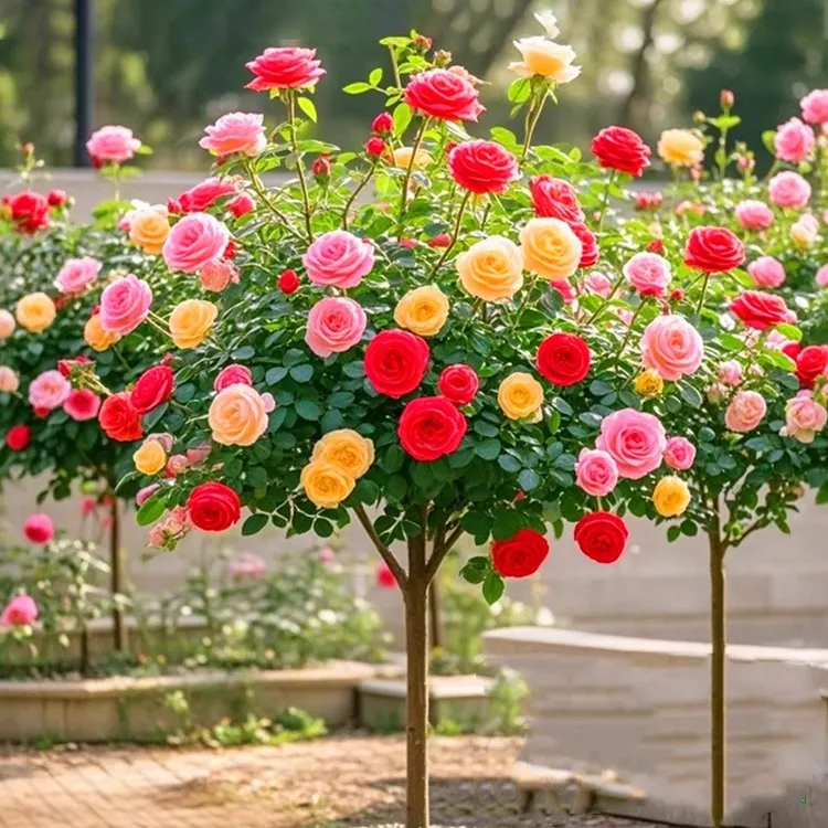 ( 加高加大版 )多色棒棒糖月季大苗多色月季花苗南北方栽四季开花