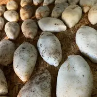 【顺丰包邮】云南文山粑粑丘北包豆软糯糍粑