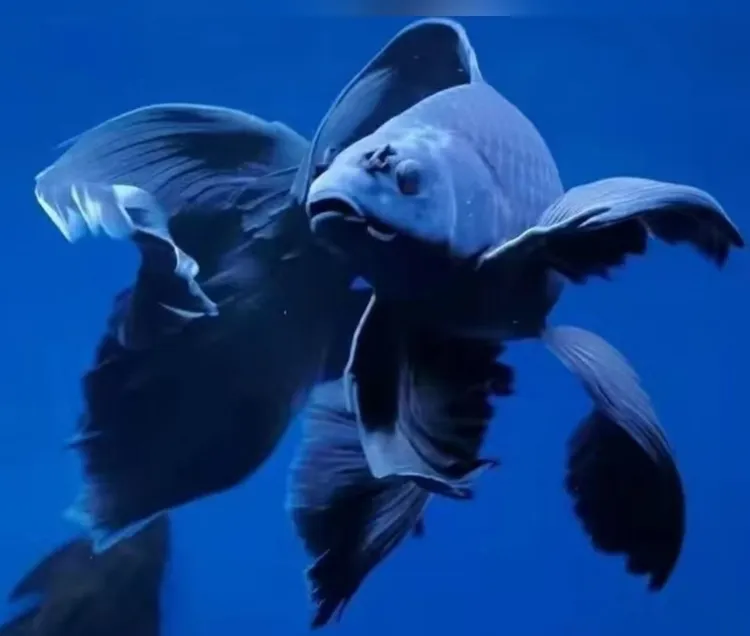 蝴蝶鲤冷水鱼观赏鱼大鳍大尾耐活好养