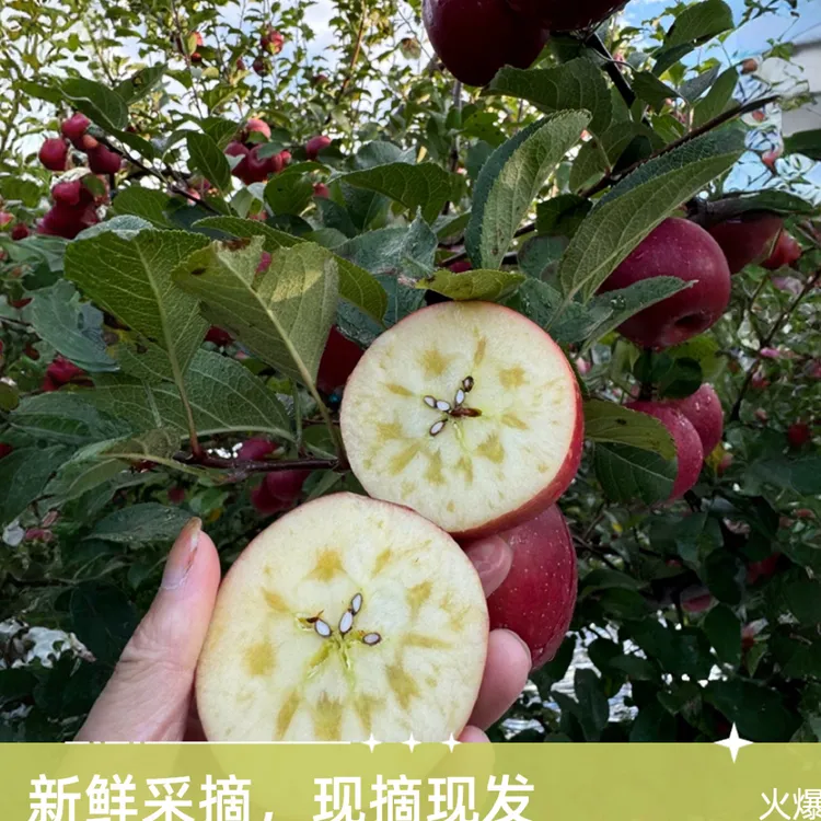 云南大理糖心丑苹果 脆甜多汁新鲜应季水果冰糖心
