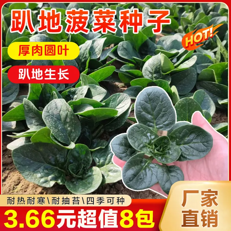 【8包】四季阳台花盆庭院菜地趴地菠菜种子