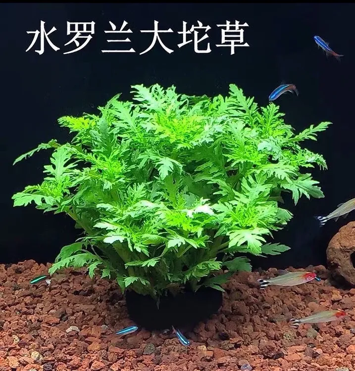水罗兰坨草水草植物活体真草造景阴性水草懒人新手小白鱼缸水草