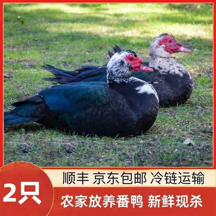 【番鸭】山林放养番鸭顺丰包邮到家2只净重8-9斤