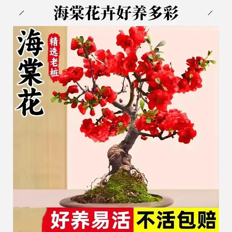 海棠花盆栽树苗盆景重瓣老桩庭院室内绿植物四季花卉耐寒好养包邮