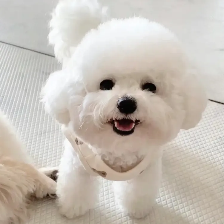 比熊，小体幼犬纯种宠物狗健康活泼可爱家养