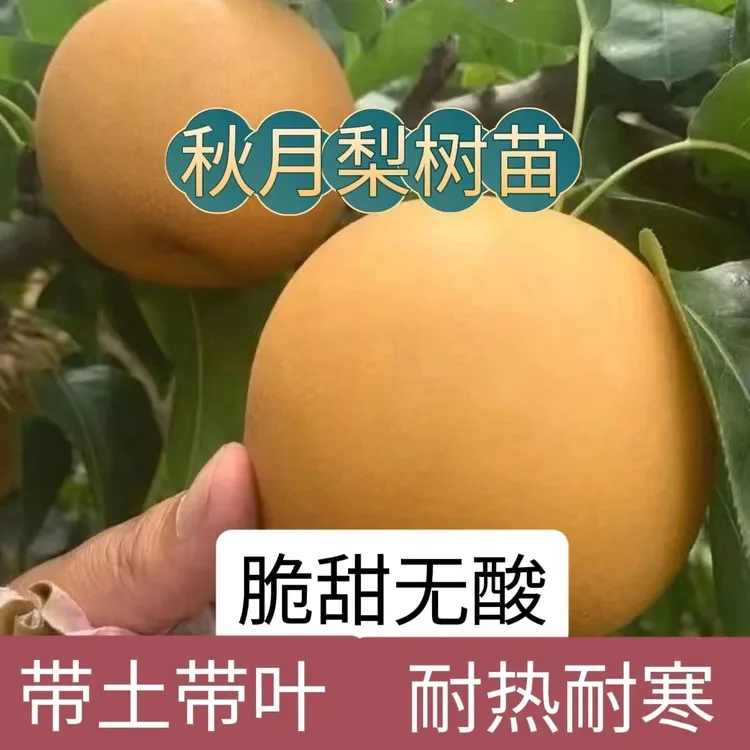 （带土带叶）秋月梨树树苗正宗嫁接新品种大果南北方果树种植盆栽