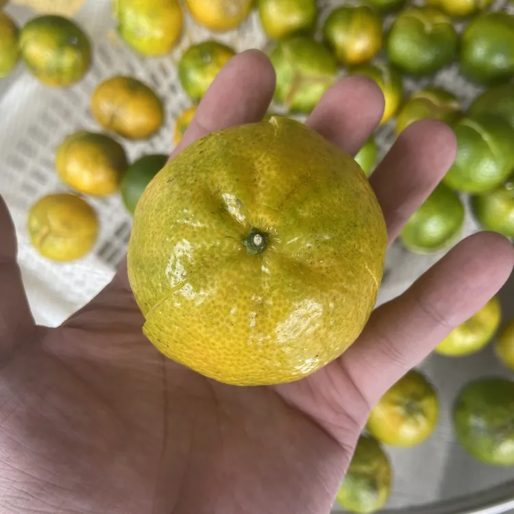 2025年新会梅江 圈枝 二红皮 核心产区 天然生晒 蜜兰香