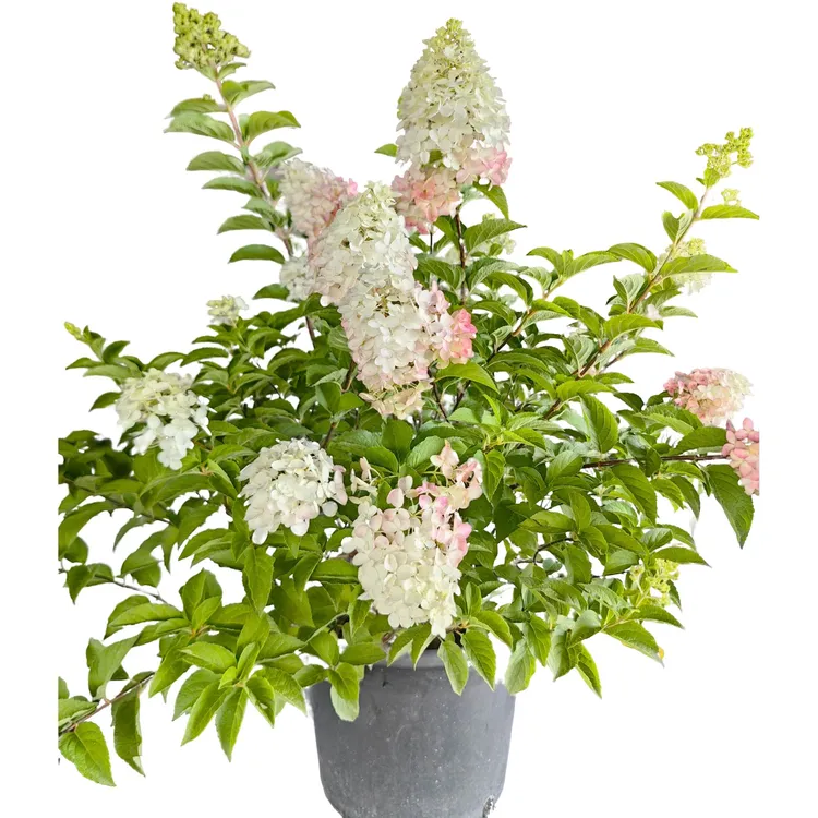 圆锥木绣球盆栽香草草莓3加仑5加仑耐热耐寒地栽庭院花园阳台