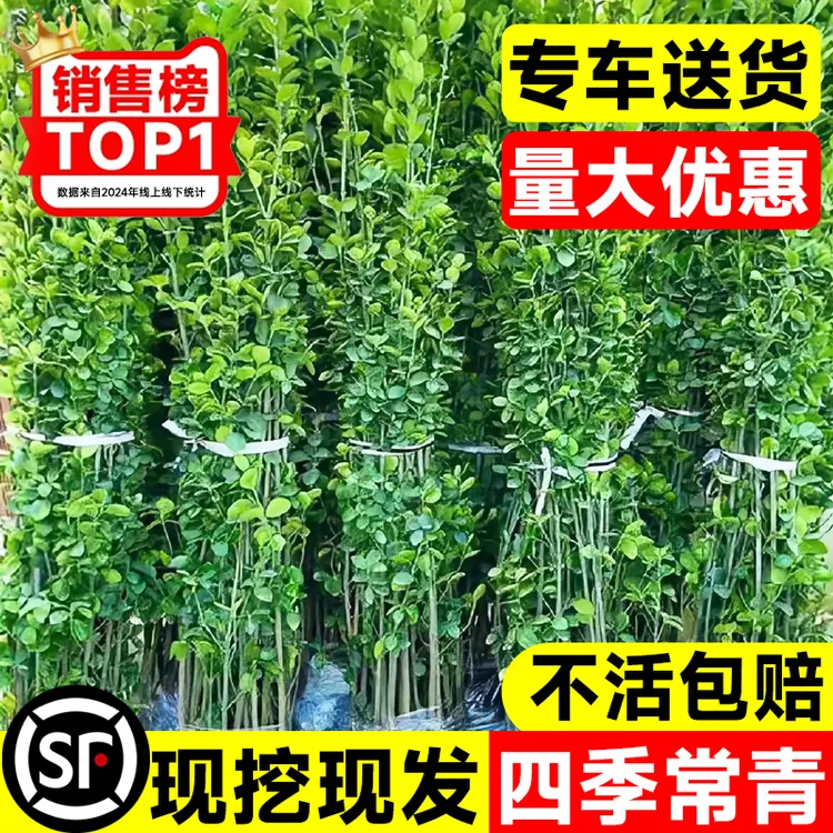 冬青树苗法国直立绿篱笆庭院围墙植物四季常青耐寒丛生北海道黄杨