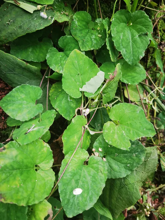 云南野党参，奶浆根，土党生，金钱豹种子