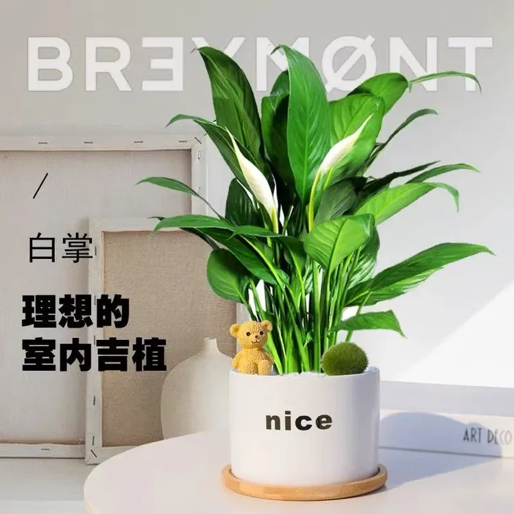 白掌盆栽土培植物水培植物办公室内花卉好水养的绿植带花四季开花