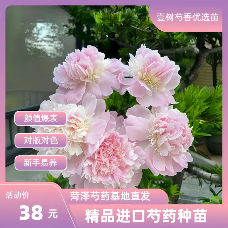 【进口芍药佩尔】种苗源头直发保对版盆栽庭院阳台办公室易成活
