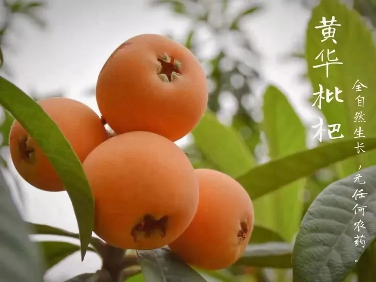 永善枇杷】黄华新鲜现摘枇杷饱满多汁40g—50g中果6斤