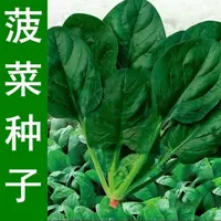 AA【今年新种】大叶菠菜种子四季菠菜籽阳台盆栽新鲜青菜蔬菜种子