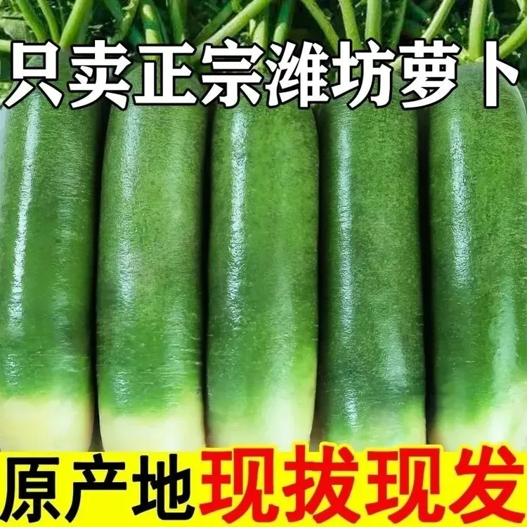 正宗潍坊青萝卜水果萝卜甜脆潍县潍坊当季产地现摘潍坊水果萝卜