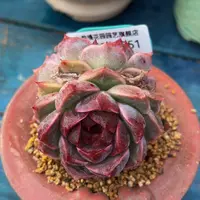 从前慢多肉精选编号0225.351