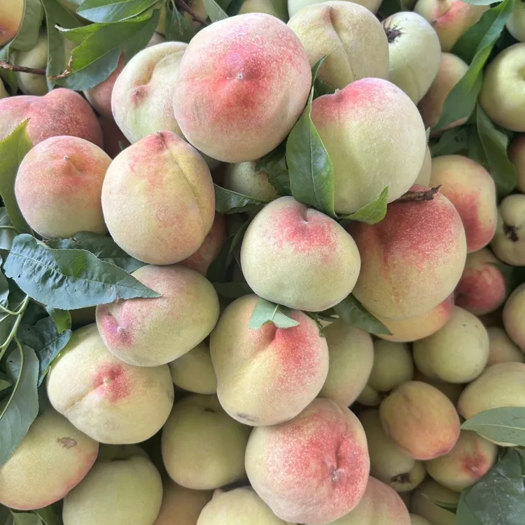 云南现摘青蜜桃鹰嘴桃一果两吃