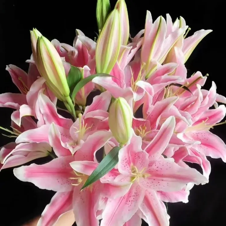 顺丰包邮  香水百合花束云南昆明基地直发水养真花速递家用插花