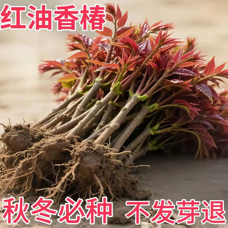 正宗红油香椿树苗南北方种植四季食用盆栽庭院地栽紫红油香椿苗