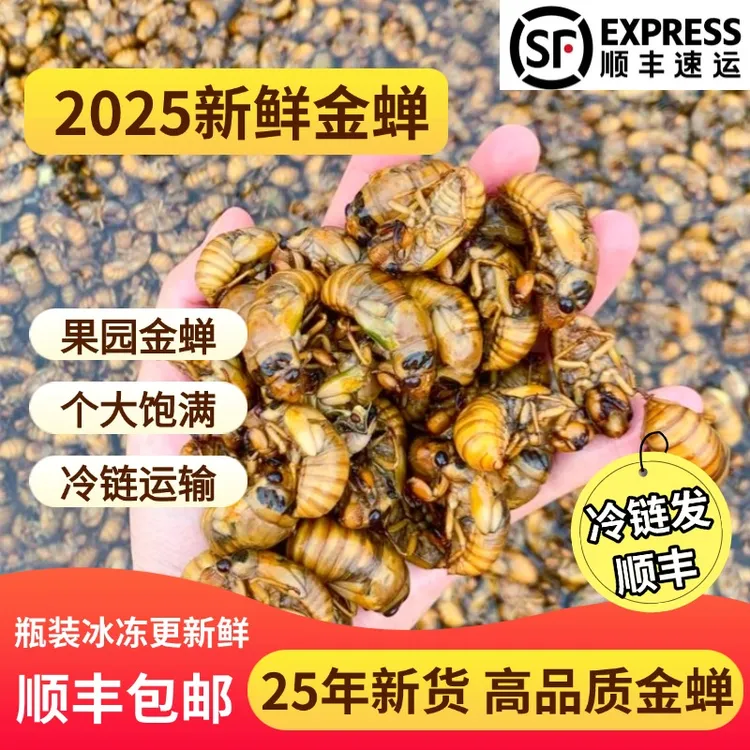 【顺丰包邮】2025新鲜金蝉知了爬叉猴鸡拉猴蝉速冻发货当季新货