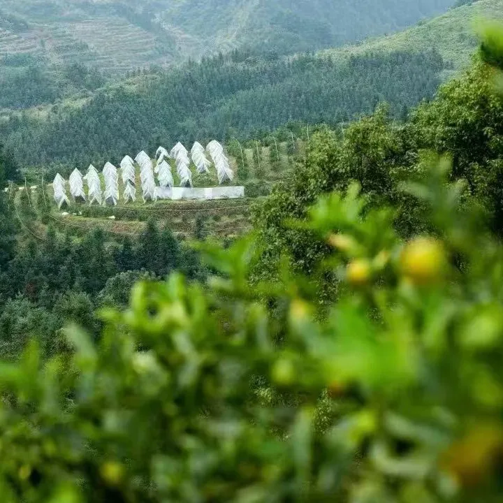 广西融安第三代脆蜜金柑纯甜无酸无核无籽