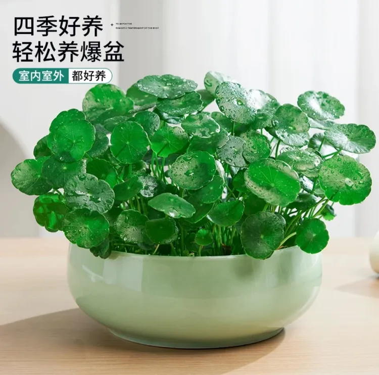 铜钱草金钱草四季常青绿植水土培植物室内外盆栽好养活净化空气