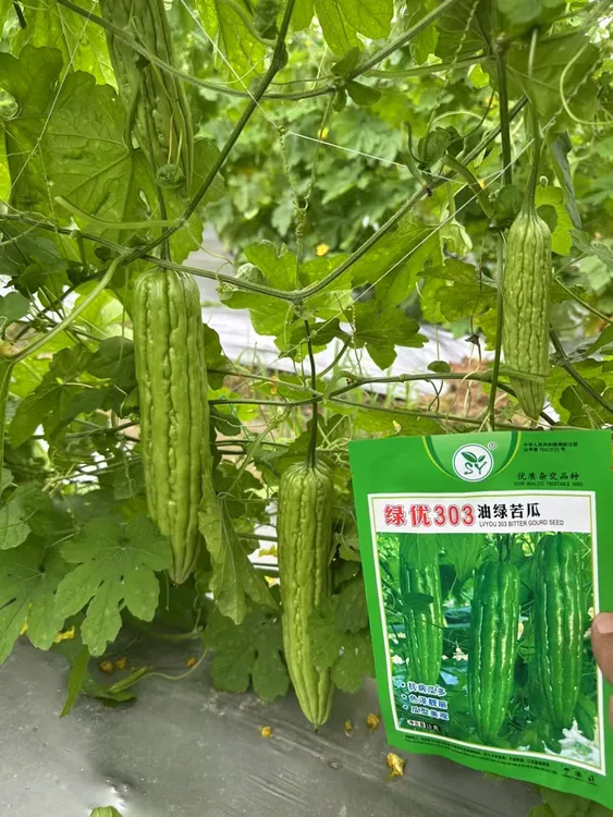 绿优303油绿苦瓜种子现摘四棱豆种子10g蔬菜