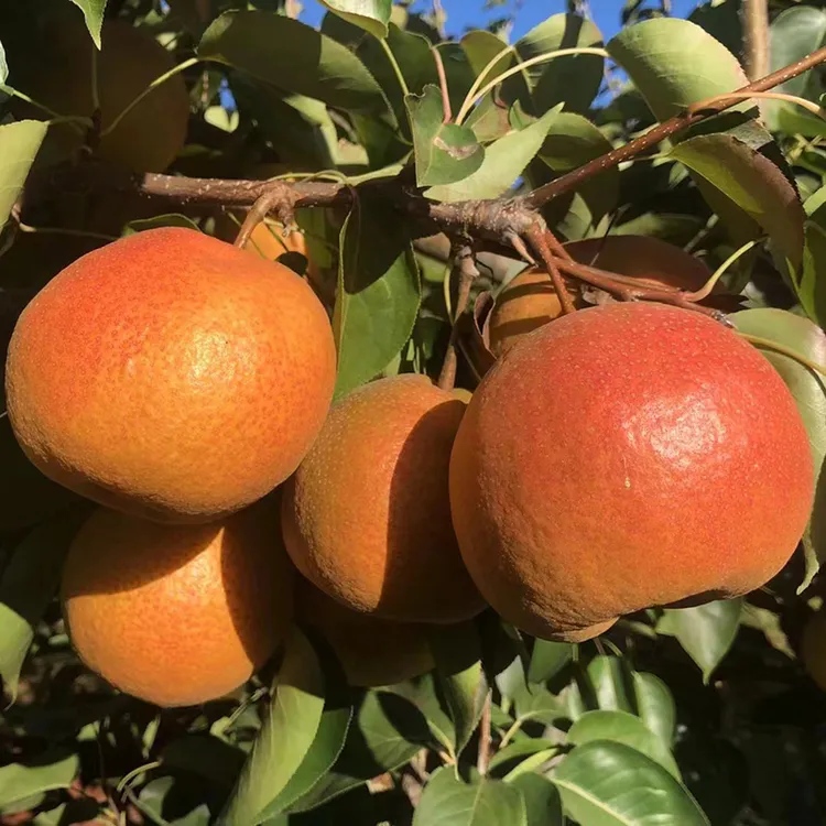 百草萝木梨脆甜多汁云南高原特色农产品产自海拔2800米农家肥安全