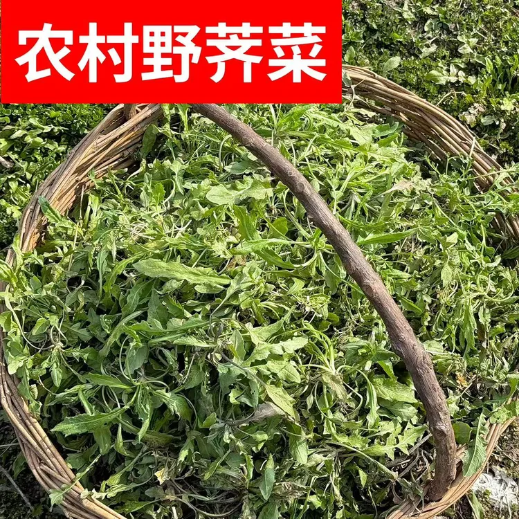 48小时发货本地野地菜来自大自然的味道