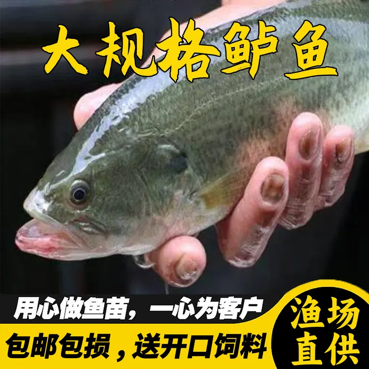 加州鲈鱼大口黑鲈路亚活体淡水饲养观赏食用鱼