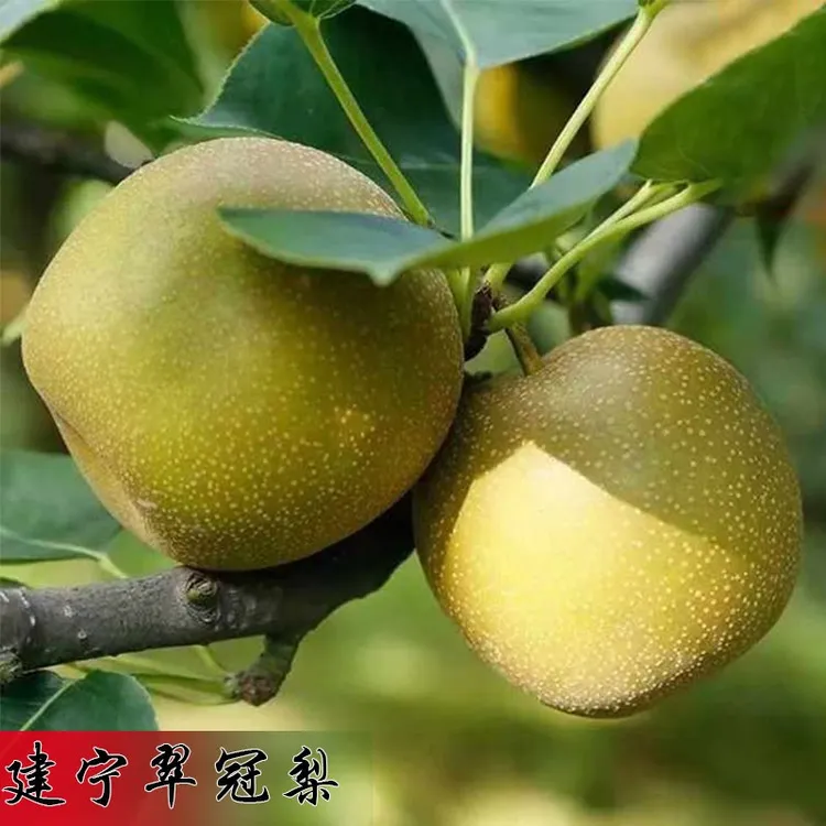 【现摘现发】建宁翠冠梨福建三明特产翠冠梨新鲜水果当季脆甜多汁