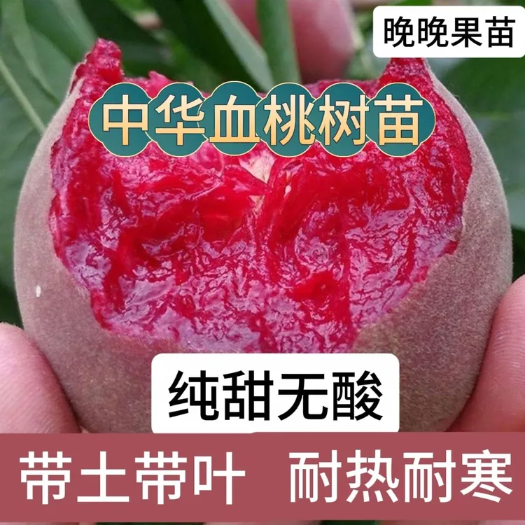 （带土带叶）中华血桃树果苗南北方地栽种植特大果树苗盆栽早晚熟