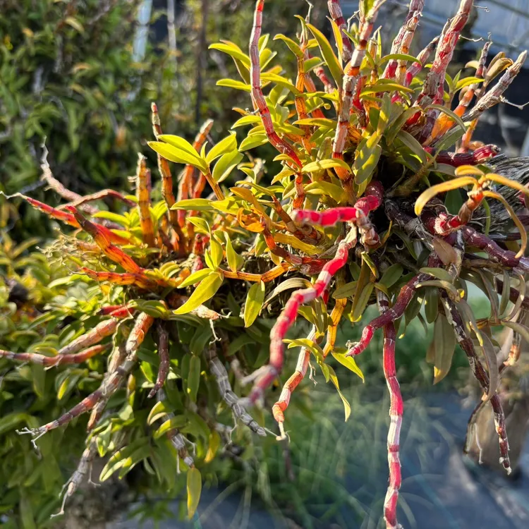 浙江雁荡山铁皮石斛苗 基地直销3年苗木桩盆栽阳台室内 可食用