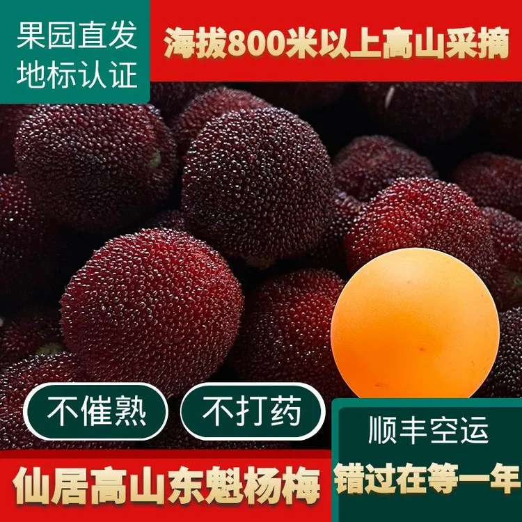 正宗仙居高山杨梅现摘现发新鲜水果东魁杨梅果园直发可以上门采摘