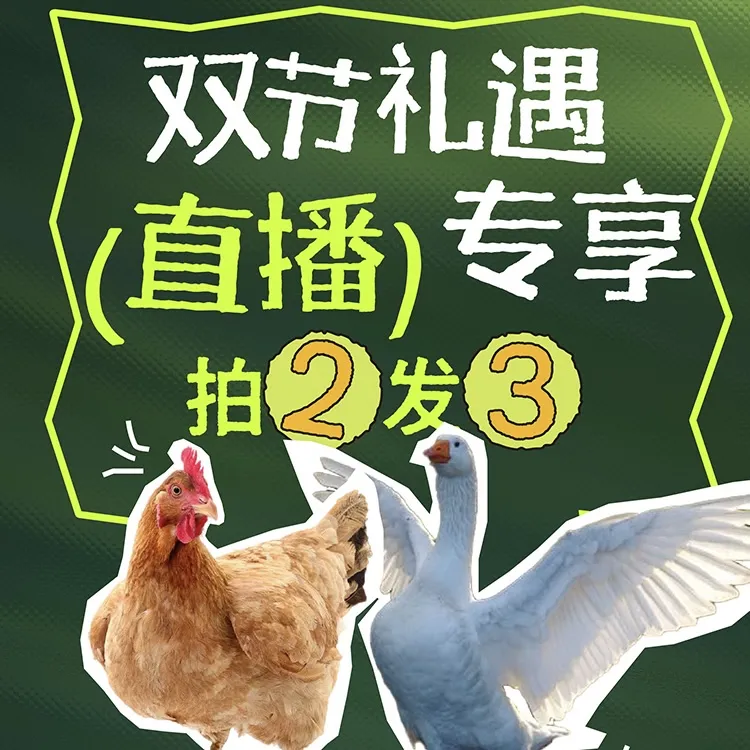 【中秋直播专属】正宗山林散养老母鸡大鹅小公鸡新鲜宰杀顺丰包邮