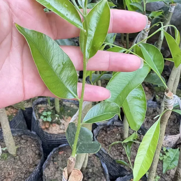 虎斑2号母树嫁接自然结香快的名贵树苗