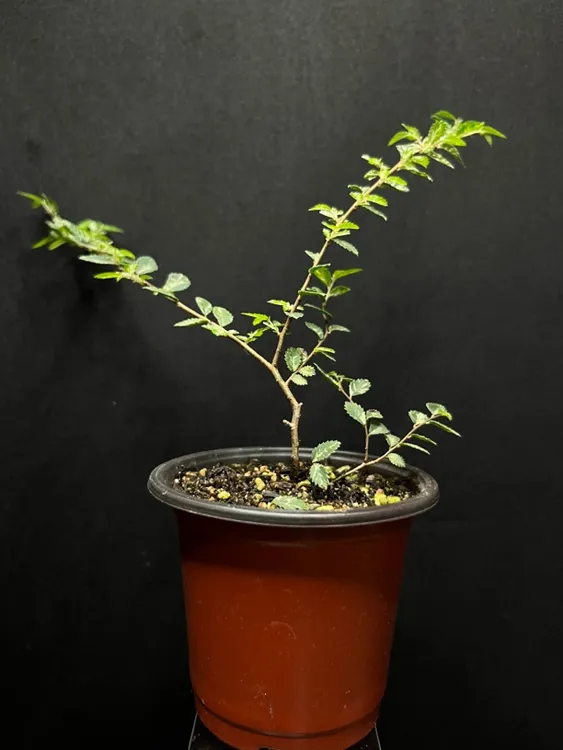 锦叶榆花叶榆雪花榆室内外耐热耐寒盆景素材茶室盆栽