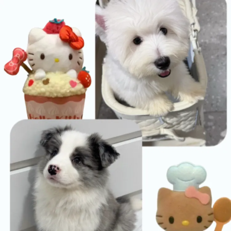 软爆毛西高地妹妹 棉花糖