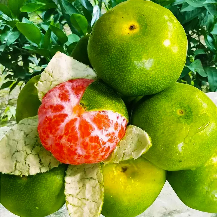 湖北宜昌现摘青皮蜜桔无籽薄皮多汁酸甜爽口整箱应季新鲜水果