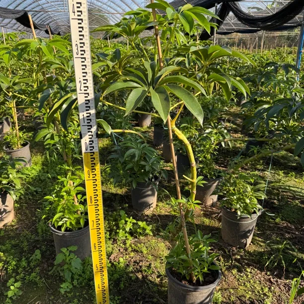 网红保罗大叶伞观叶植物好养懒人必备北欧风绿植