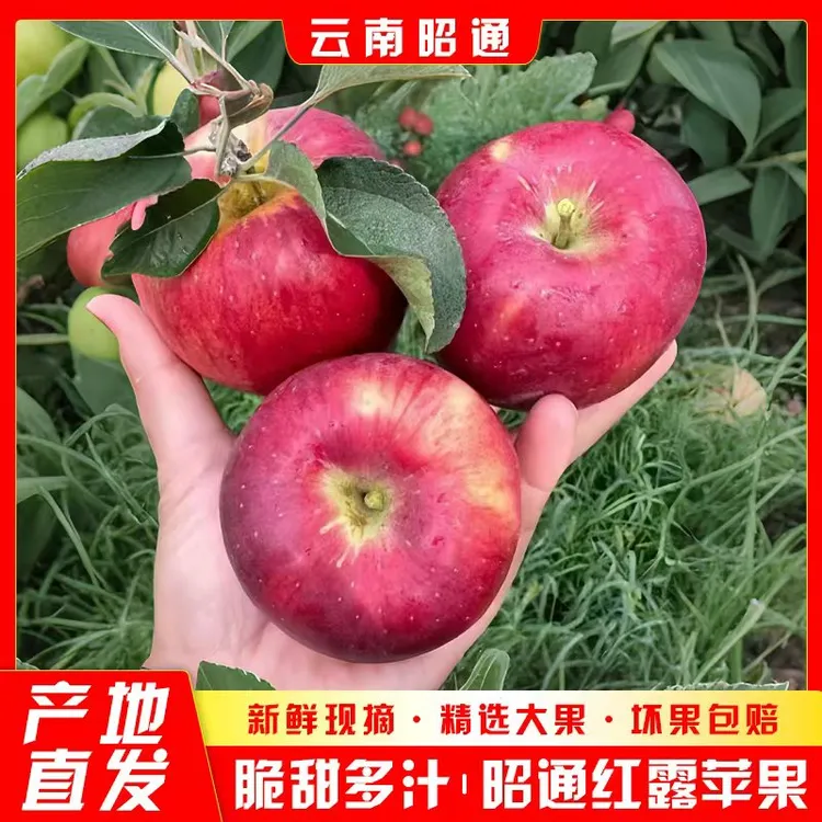 云南昭通红露丑苹果纯甜无酸现摘现发脆甜多汁生态丑苹果新鲜水果
